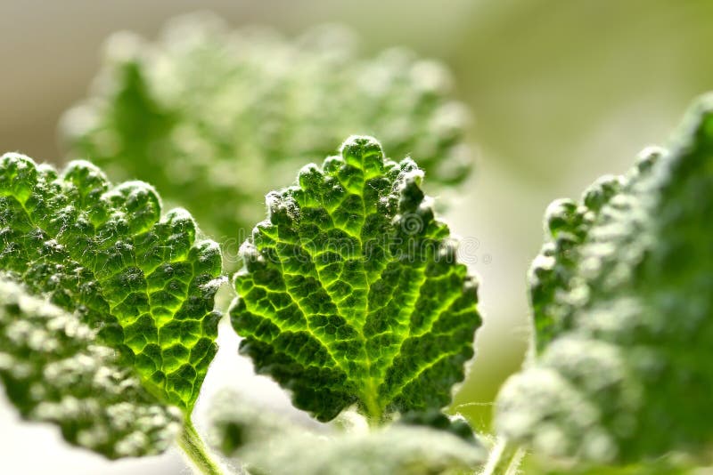 Plantas mais venenosas para os cavalos - CompreRural