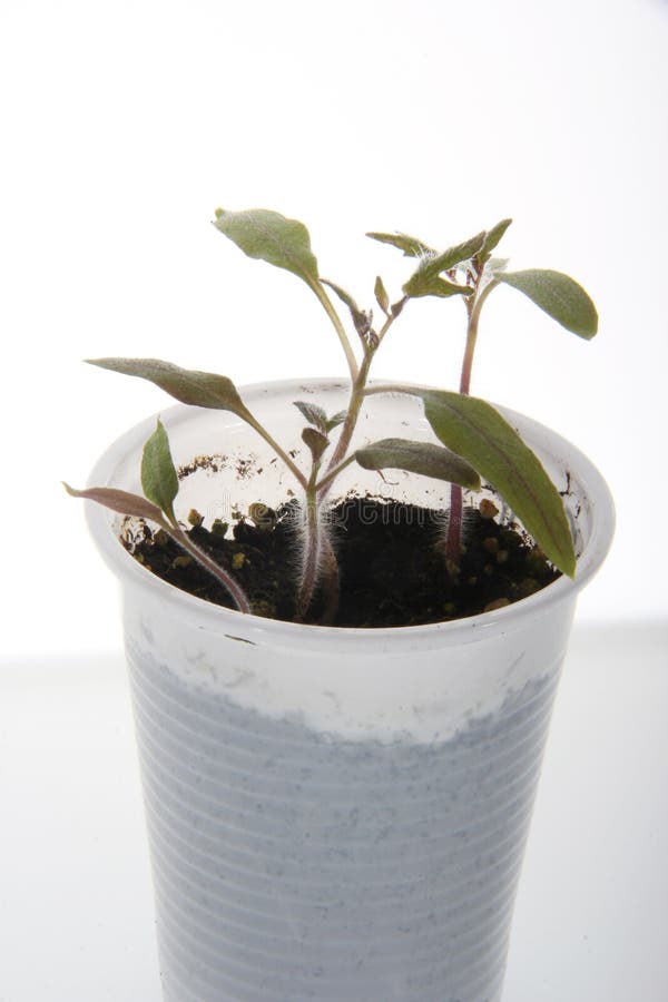Plantas novas em pasta do tomatoe no branco fotos de stock Plantas novas em pasta do tomatoe no branco fotos de stock