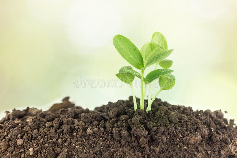 Plantas Novas Na Terra, Conceito Da Vida Nova Foto de Stock ...