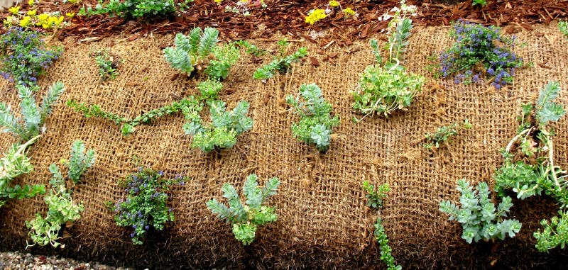 Plantas que crecen a través de tela del paisaje imagenes de archivo Plantas que crecen a través de tela del paisaje imagenes de archivo