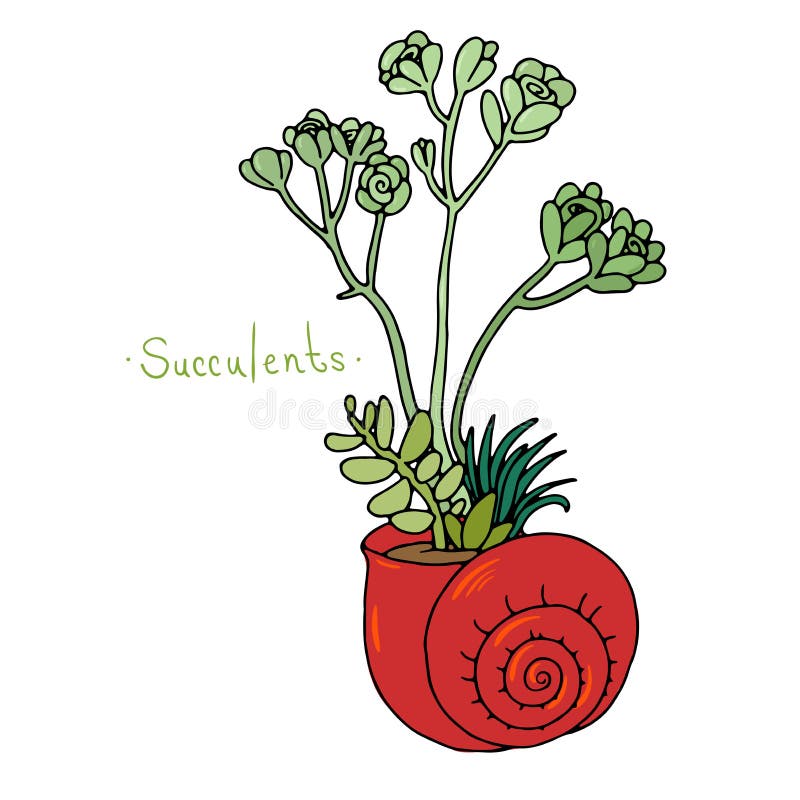 Plantas suculentas hermosas en una cáscara libre illustration Plantas suculentas hermosas en una cáscara libre illustration