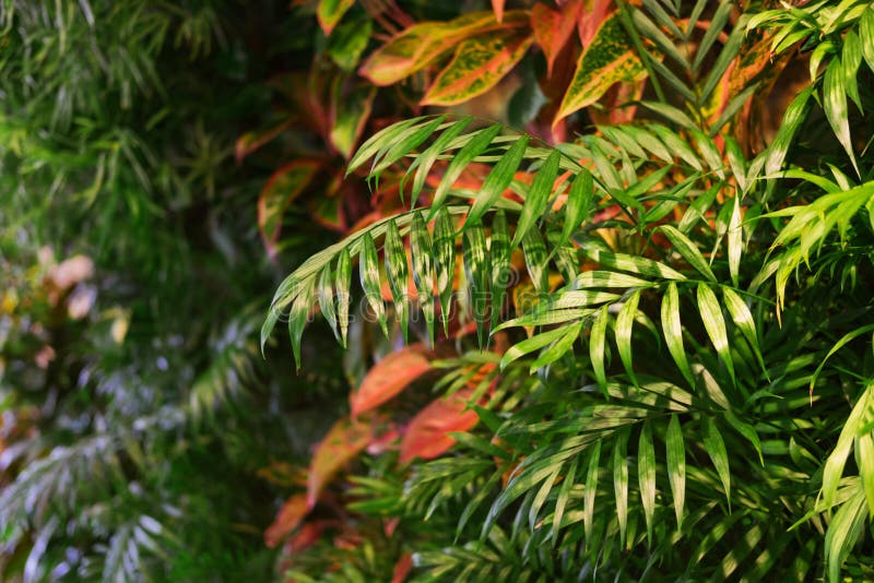 Plantas tropicais na parede foto de stock Plantas tropicais na parede foto de stock