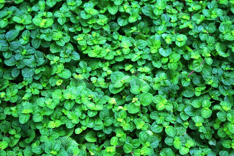Plantas verdes de la hierbabuena en fondo imagen de archivo Plantas verdes de la hierbabuena en fondo imagen de archivo