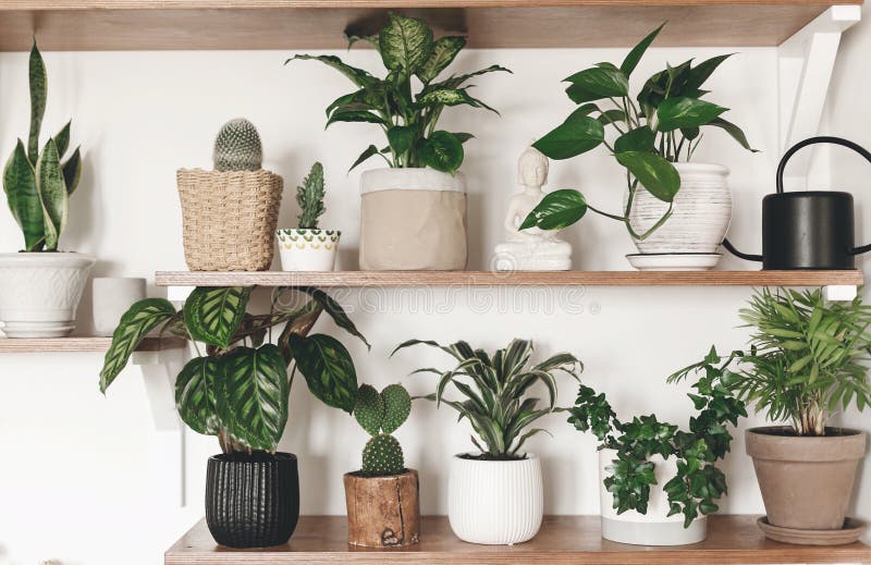 Plantas verdes elegantes y regadera negra en estantes de madera Decoración moderna del sitio del inconformista Cactus, calathea, imagenes de archivo Plantas verdes elegantes y regadera negra en estantes de madera Decoración moderna del sitio del inconformista Cactus, calathea, imagenes de archivo