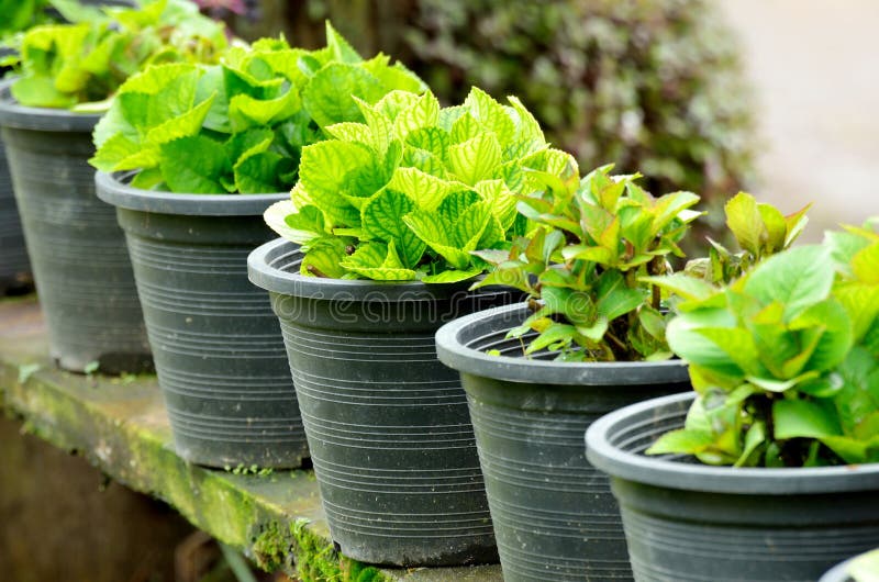 Herb garden at home yard. Herb garden at home yard