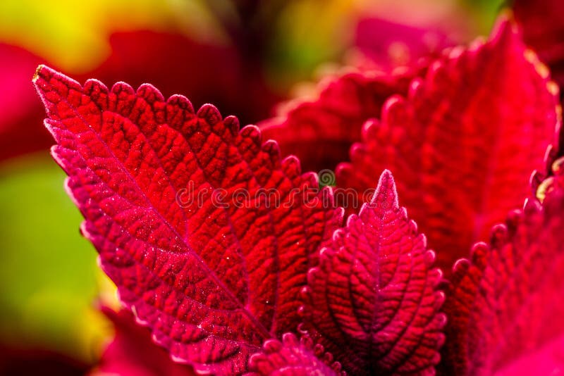 Plantas Vermelhas Do Coleus No Jardim Foto de Stock - Imagem de mola,  flores: 44823508