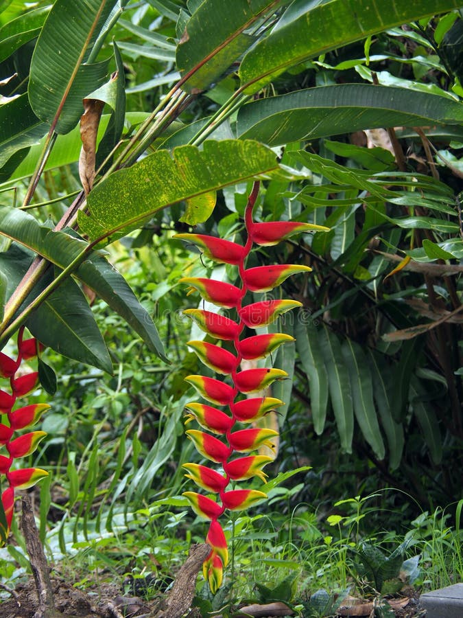 Plantas Vermelhas E Amarelas De Palulu Das Flores De Heliconia No Suriname  Tropical Ámérica Do Sul Imagem de Stock - Imagem de wildflower, curso:  151804449