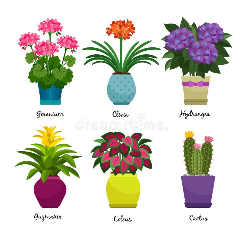 Plantas Y Flores De Jardín Interior Ilustración del Vector - Ilustración de  planta, cultive: 99336269