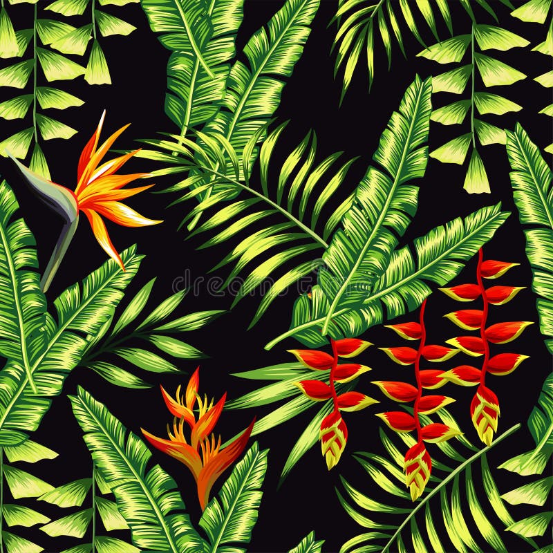 Plantas y palmeras tropicales libre illustration Plantas y palmeras tropicales libre illustration