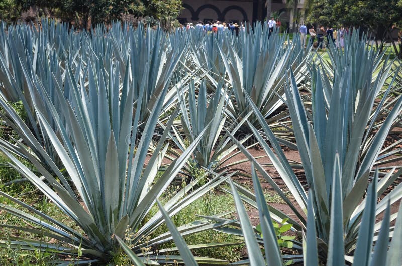 Plantation of Blue Agave, Tequila, Mexico Stock Image Image of