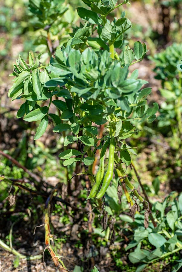 Plantation of Broad Beans Ready for Harvest Stock Image Image of
