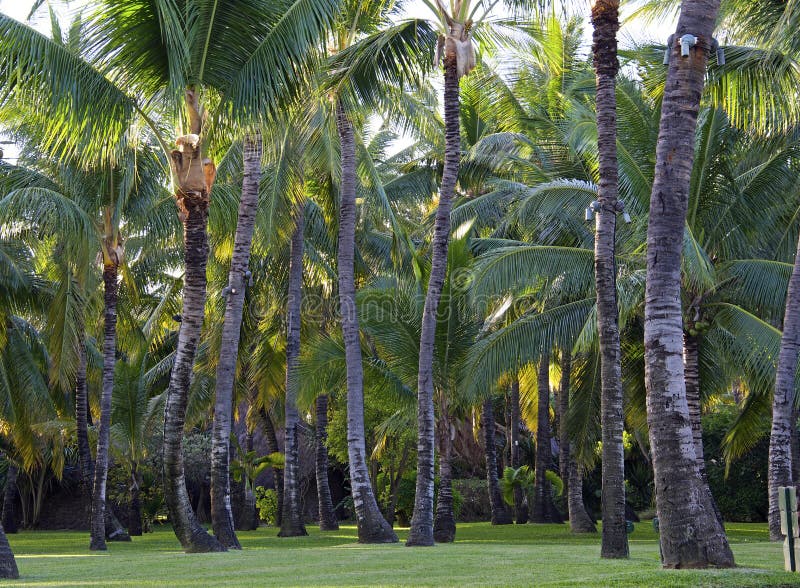 Plantation of Coconut Trees Stock Image Image of cultivated, plants