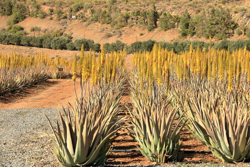 Plantation d'aloès Vera sur l'île Gran Canaria, Espagne image libre de droits Plantation d'aloès Vera sur l'île Gran Canaria, Espagne image libre de droits