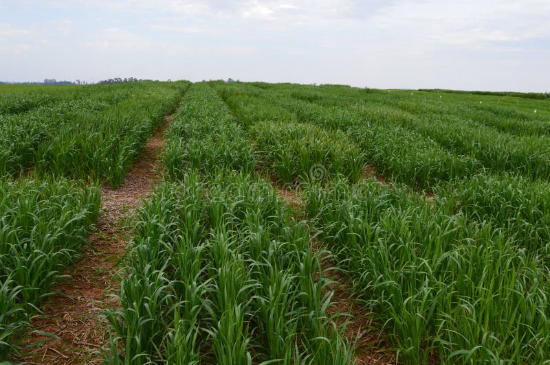 Plantation d'essai sur avoine de complots image libre de droits Plantation d'essai sur avoine de complots image libre de droits