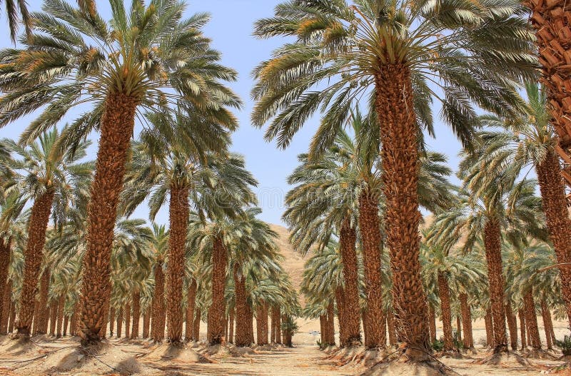 Plantation of date palm at kibbutz Ein Gedi, Israel