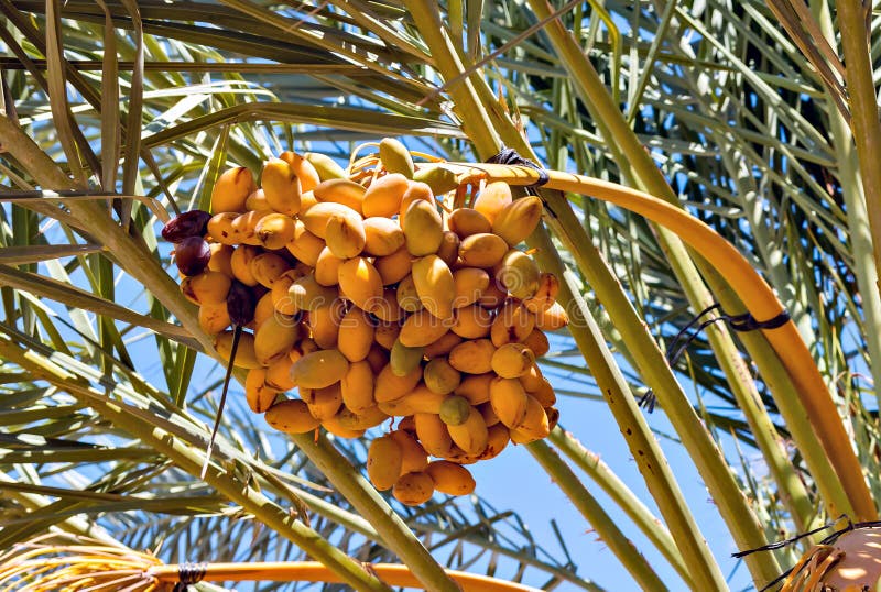 Plantation of date palms