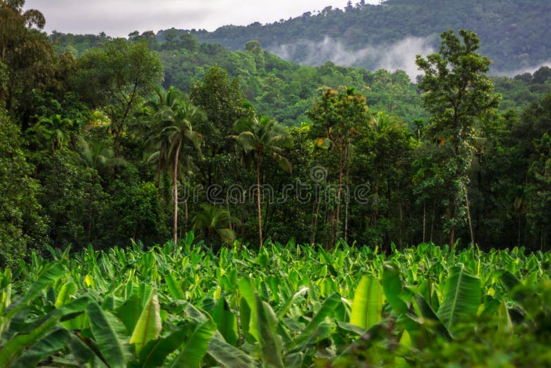 Plantation de banane commune de paysage rural en Inde photo libre de droits Plantation de banane commune de paysage rural en Inde photo libre de droits
