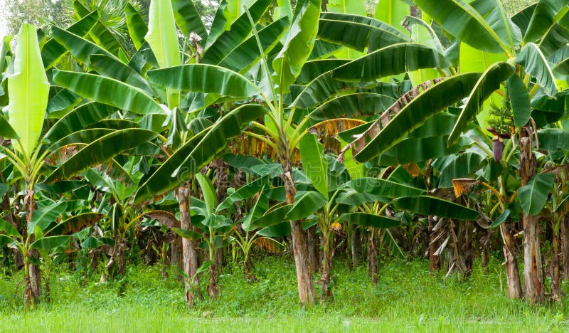 Plantation de banane organique photographie stock Plantation de banane organique photographie stock