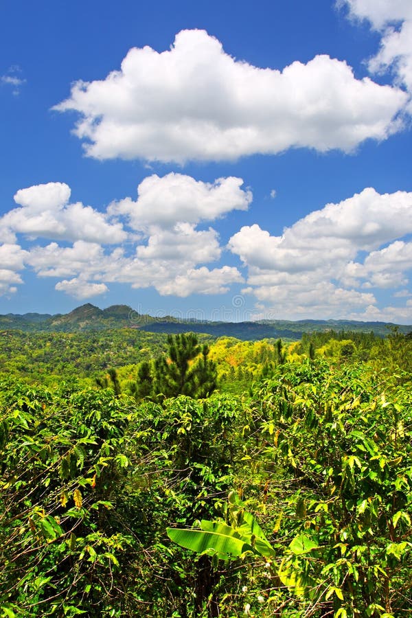 Plantation de Croydon, Jamaïque images libres de droits Plantation de Croydon, Jamaïque images libres de droits