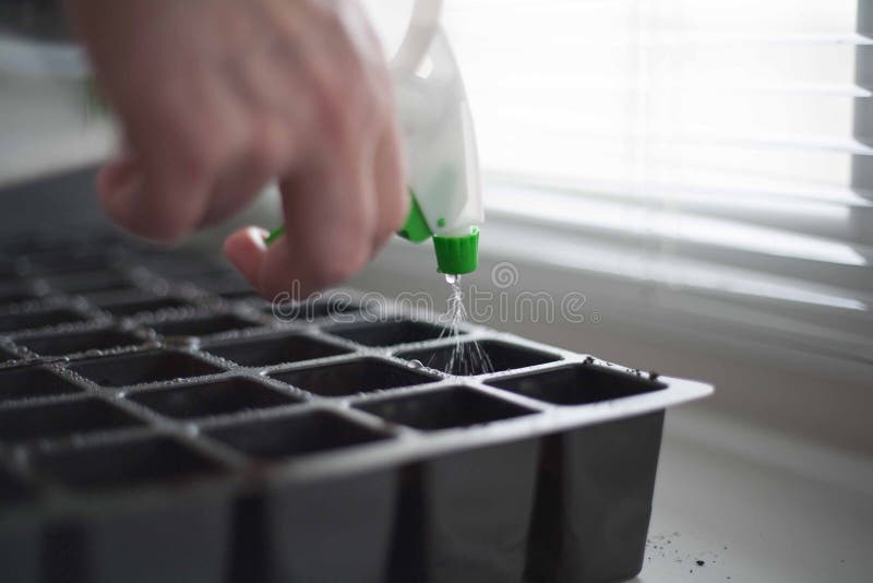 Planting vegetables in a city apartment. A vegetable garden in a megalopolis, a piece of wildlife in the urban stone jungle. Planting vegetables in a city apartment. A vegetable garden in a megalopolis, a piece of wildlife in the urban stone jungle.