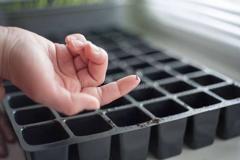 Planting vegetables in a city apartment. A vegetable garden in a megalopolis, a piece of wildlife in the urban stone jungle. Planting vegetables in a city apartment. A vegetable garden in a megalopolis, a piece of wildlife in the urban stone jungle.