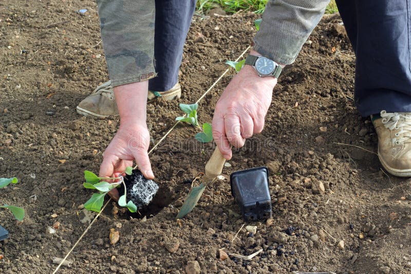 A man using a marking string and planting new cabbage plants into the garden in the springtime.The roots of the plant can be seen as he uses a trowel to dig the planting hole. A man using a marking string and planting new cabbage plants into the garden in the springtime.The roots of the plant can be seen as he uses a trowel to dig the planting hole.