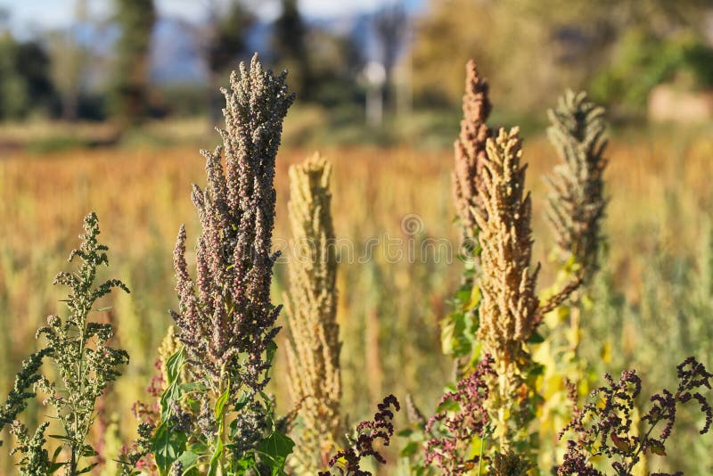 Plantation De Quinoa (Chenopodium Quinoa) Photo stock Image du