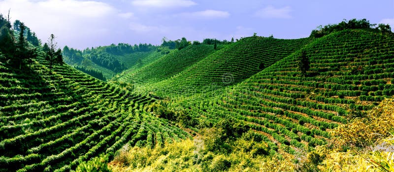Plantation de thé photographie stock Plantation de thé photographie stock