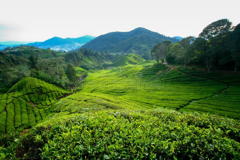 Plantation de thé, montagnes de Cameron photo stock Plantation de thé, montagnes de Cameron photo stock