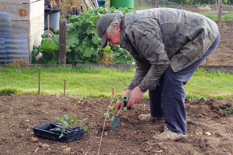 An elderly man planting organic cabbage plants in a line. A string marks the straight line and he is using a trowel to dig out the holes. An elderly man planting organic cabbage plants in a line. A string marks the straight line and he is using a trowel to dig out the holes.