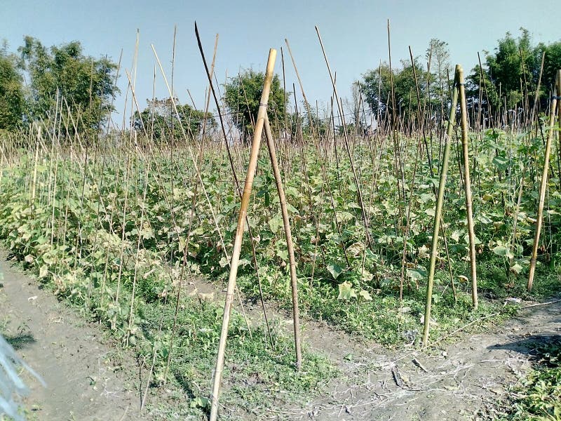 Plantation of kheera stock image. Image of view, plantation 136276515