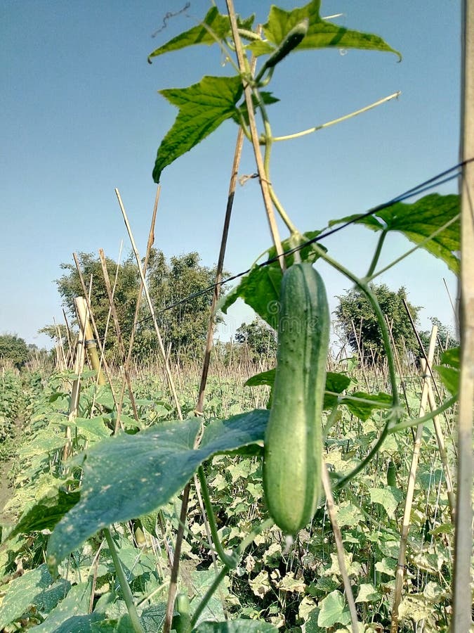 Plantation of kheera stock photo. Image of view, kheera 136277932