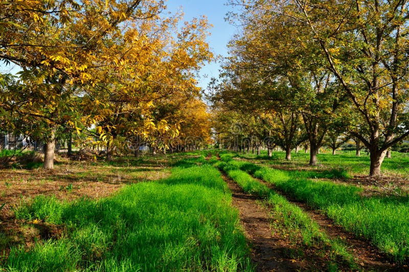 planter une noix de pecan