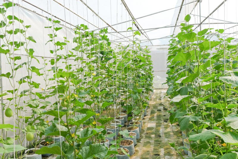 Plantation of Melon in Greenhouse. Stock Image Image of healthy