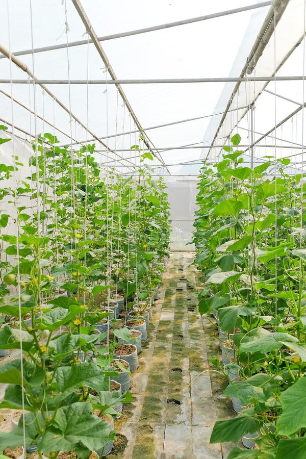 Plantation of Melon in Greenhouse. Stock Image Image of agriculture