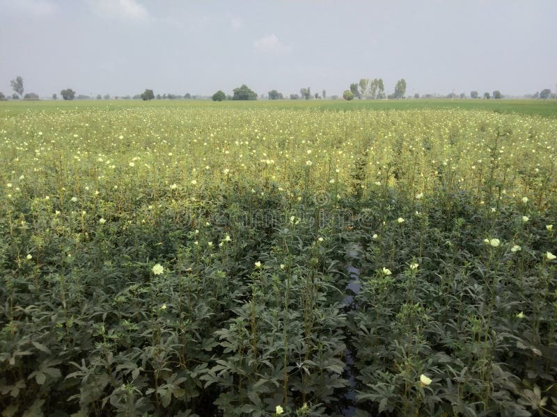 Plantation of Okra/lady Fingers Stock Image Image of farming
