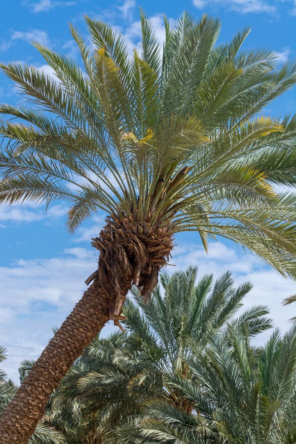 Plantation of Phoenix dactylifera, commonly known as date or date palm trees in Arava and Negev desert, Israel, cultivation