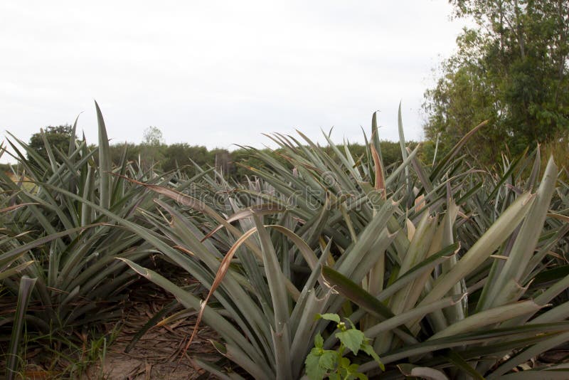 Pineapple plantation. stock image. Image of cover, nutrition 125057467