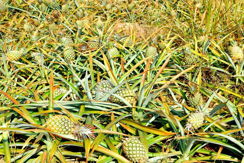 Pineapple plantation stock photo. Image of food, natural 29825818