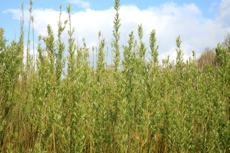 Plantation willow energy stock photo. Image of energy 91202936