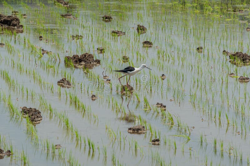 Bird in rice filed. stock image. Image of farm, egret 15336593