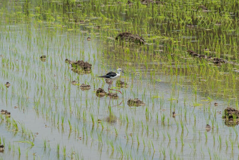 Plantation Young Rice Field with Bird Find Feeding Stock Image Image of prepare, nature 154380533