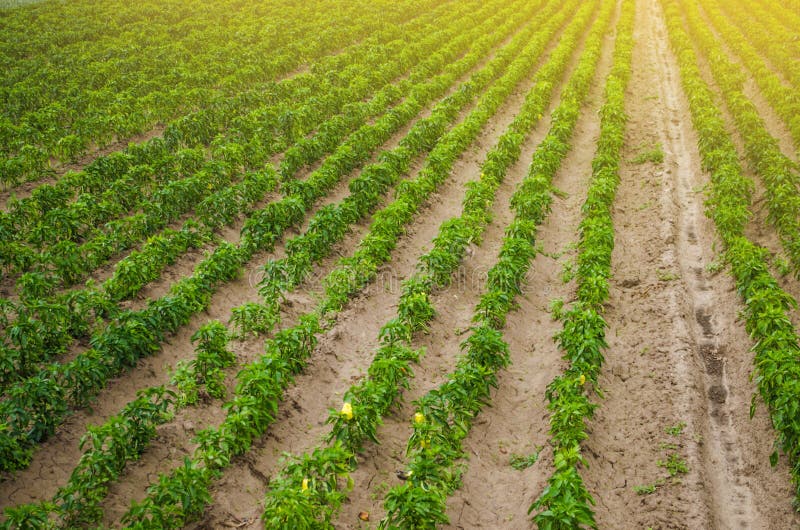Plantations of sweet Bulgarian bell pepper. Farming and agriculture. Cultivation, care and harvesting. Plant growing, agronomy stock photos Plantations of sweet Bulgarian bell pepper. Farming and agriculture. Cultivation, care and harvesting. Plant growing, agronomy stock photos