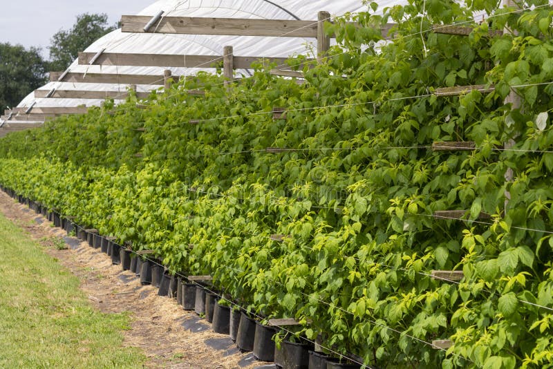 Plantatnion av gröna raspeberry växter i halvt öppnat växthus arkivfoton