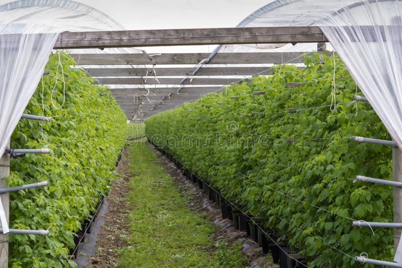 Plantatnion av gröna raspeberry växter i halvt öppnat växthus royaltyfri foto