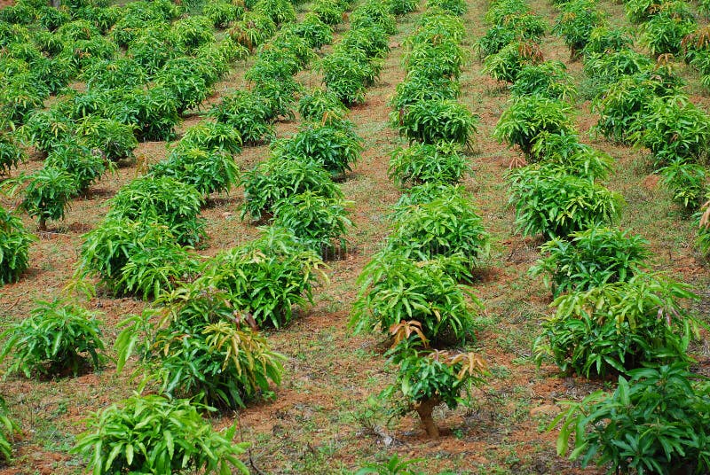 Scenery of mango tree plantation. Scenery of mango tree plantation