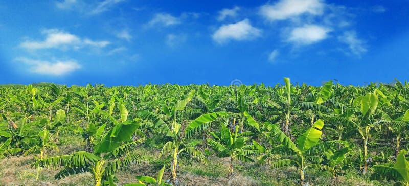 Banana plants may grow with varying degrees of success in diverse climatic conditions, but commercial banana plantations are primarily found in equatorial regions, in banana exporting countries. The four leading banana export countries worldwide are Ecuador, Costa Rica, Philippines, and Colombia. Now, the Indians are growing broad planting economically near the bank of Ganga river.
Banana plantations, as well as growing the fruit, may also package, process, and ship their product directly from the plantation to worldwide markets.
Production-related activities on a plantation may include cultivating and harvesting the fruit, transporting the picked bunches to a packing shed, hanging to ripen in large bunches, dividing large bunches into smaller market-friendly bunches, sorting, labeling, washing, drying, packing, boxing, storing, refrigeration, shipping, and marketing. Depending on the scope of the operation, other activities may include drying, food preparation, tourism, and market research. Banana plants may grow with varying degrees of success in diverse climatic conditions, but commercial banana plantations are primarily found in equatorial regions, in banana exporting countries. The four leading banana export countries worldwide are Ecuador, Costa Rica, Philippines, and Colombia. Now, the Indians are growing broad planting economically near the bank of Ganga river.
Banana plantations, as well as growing the fruit, may also package, process, and ship their product directly from the plantation to worldwide markets.
Production-related activities on a plantation may include cultivating and harvesting the fruit, transporting the picked bunches to a packing shed, hanging to ripen in large bunches, dividing large bunches into smaller market-friendly bunches, sorting, labeling, washing, drying, packing, boxing, storing, refrigeration, shipping, and marketing. Depending on the scope of the operation, other activities may include drying, food preparation, tourism, and market research.