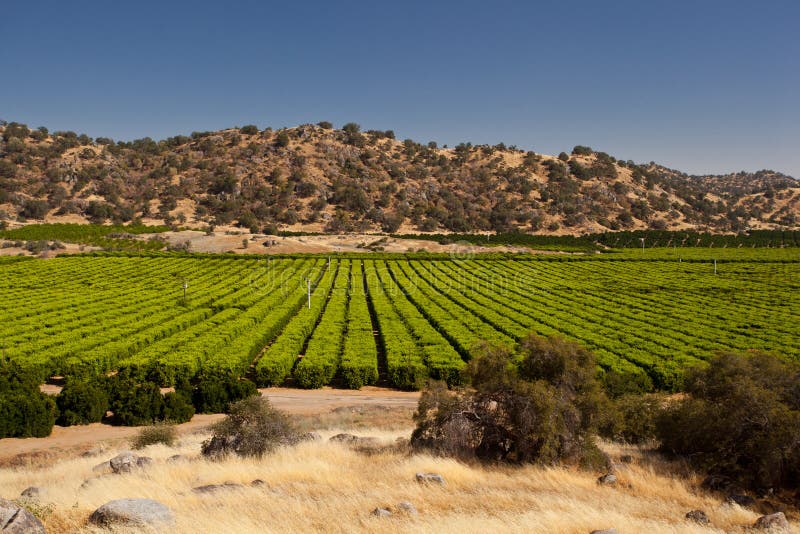 Orange trees plantation in a valley in California. Orange trees plantation in a valley in California