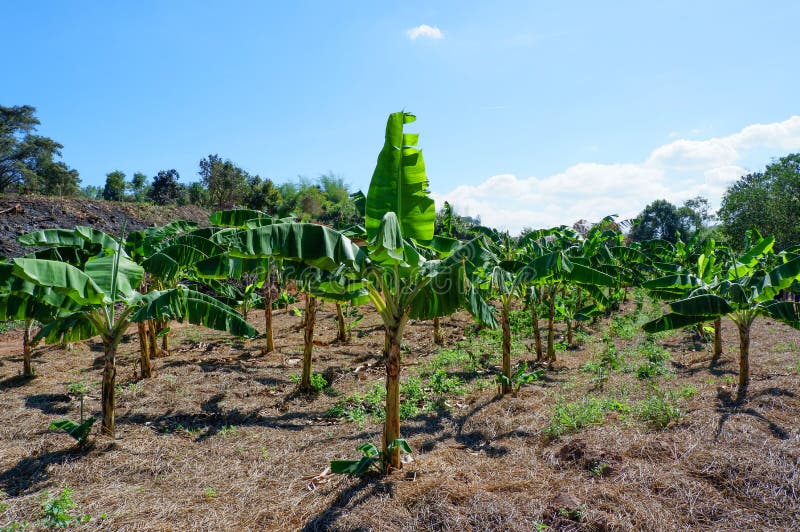 Plantação de banana orgânica fotografia de stock Plantação de banana orgânica fotografia de stock