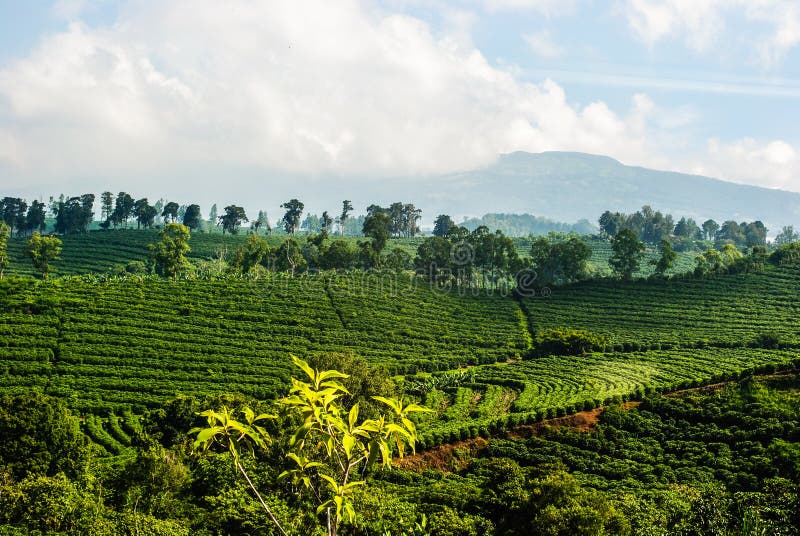 Plantação de café de Costa Rica